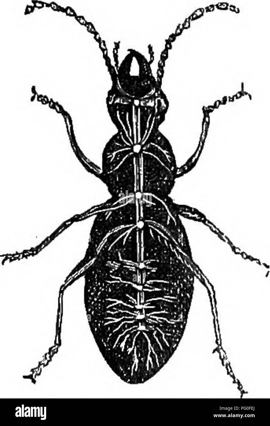 . Agricolo di zoologia. Zoologia. FiG. 65.-La grande Centipede (^Scolopendra ttuyrsitans). Il cavo sul lato ventrale dell'animale, in esecuzione sotto l'intestino, e composta di diverse coppie di ganglia, uniti l uno con l altro per mezzo del nervo-fibre. I gangli del cordone ventrale di inviare i propri nervi per le ganasce, arti, muscoli, le viscere, ecc. Il ganglio cerebrale è collegato con il primo ganglio ventrale per mezzo di un cavo su ciascun lato della gola (Fig. 56), in modo che una struttura ad anello è formata. Le vie respiratorie sono le branchie in alcuni artropodi (i crostacei, ad esempio i gamberi, granchi); insetti un Foto Stock