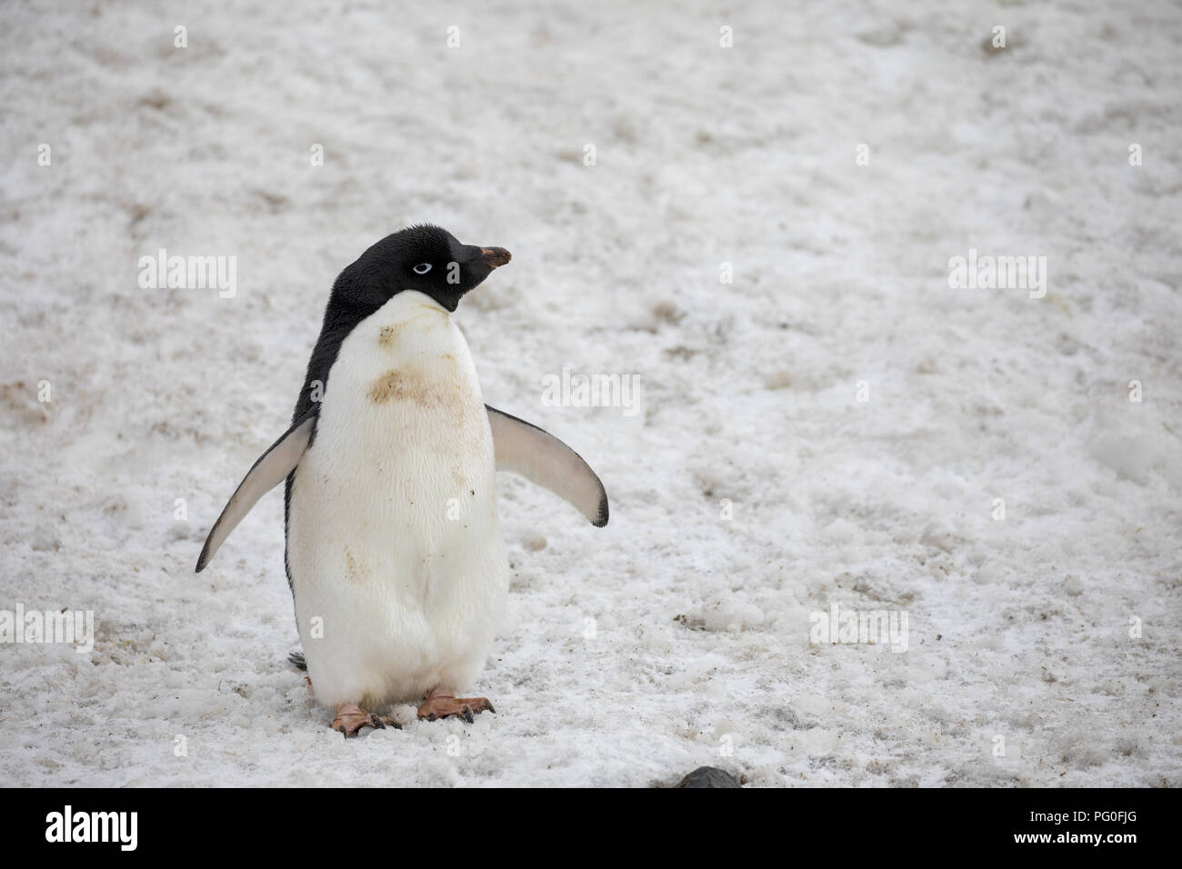 Alcuni pinguini nell'artico passeggiate intorno al polo nord e cercando i  giovani del bambino Foto stock - Alamy