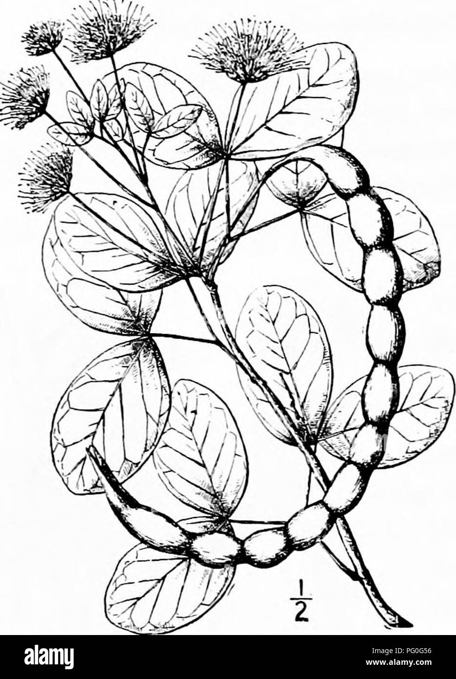 . Nord America : alberi essendo descrizioni e illustrazioni degli alberi che crescono in modo indipendente di coltivazione in America del Nord, a nord del Messico e le Indie occidentali . Alberi. 5i6 Il Cats-Claws 2. Nero guadalupense BEADâPithecolobium Chapman un inerme piccolo albero o arbusto che cresce in terreni sabbiosi o suolo roccioso della Florida Keys e le Bahamas, dove raggiunge una altezza di 6 metri e con un diametro di tronco di 1,5 dm. I rami sono irregolari, formando un flattish sormontato, testa irregolare. La corteccia è di circa 5 mm di spessore, shghtly fesse, rosso- internamente marrone e grigio scuro esternamente. I ramoscelli sono stout Foto Stock