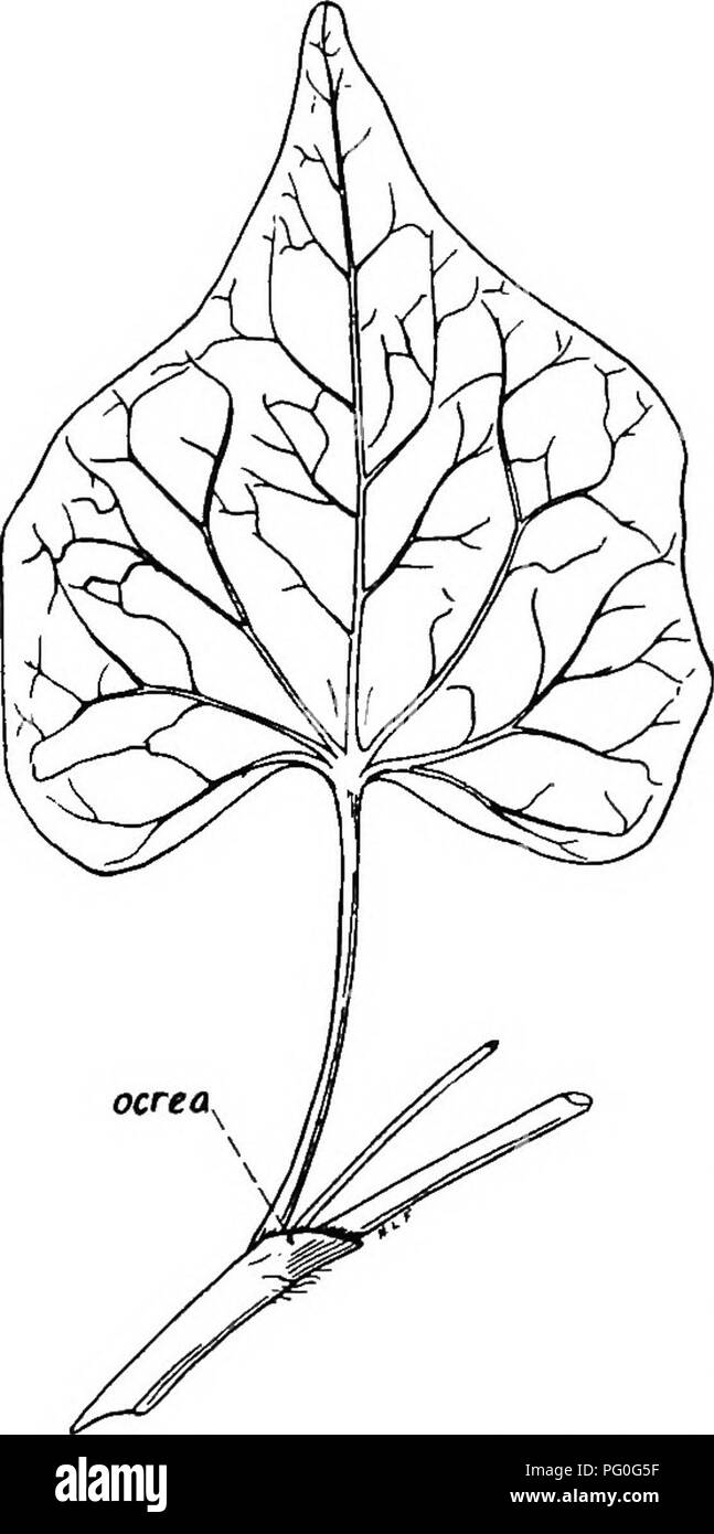 Questo libro di riferimento copre la botanica delle piante vegetali, concentrandosi su famiglie come le Polygonaceae, con dettagli su specie come il grano saraceno e il rabarbaro. Discute inoltre le caratteristiche delle varie specie coltivate e selvatiche nel contesto dell'agricoltura e dell'agricoltura. Foto Stock