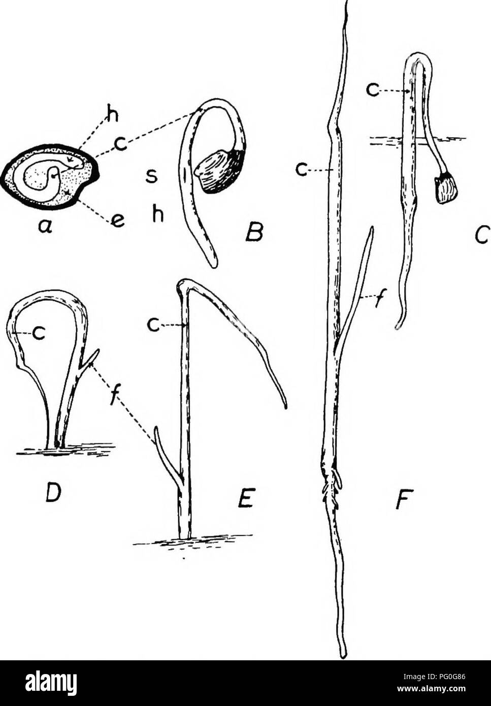 . La botanica di piante di raccolto : un testo e il libro di riferimento. La botanica, economico. LILIACEjE 23s i filamenti sono di solito dilatato alla base e le antere sono oblunghi, e l'apertura verso l'interno (dehiscing verso l'interno). Il singolo, superior ovaio è imperfettamente tre-loculed e porta a. Fig. 92.-le sementi e piantine di cipolla (Allium cepa). Un seme,; B a/*', suc- cessive fasi di sviluppo della pianta; c, cotiledone; e, endosperma; /, prima foglia vera; h, ipocotile; s, una fessura dalla quale la prima foglia vera emerge. Un notevolmente ingrandita. (Dopo Bergen e Caldwell.) unico stile filiforme, che possono essere più Foto Stock