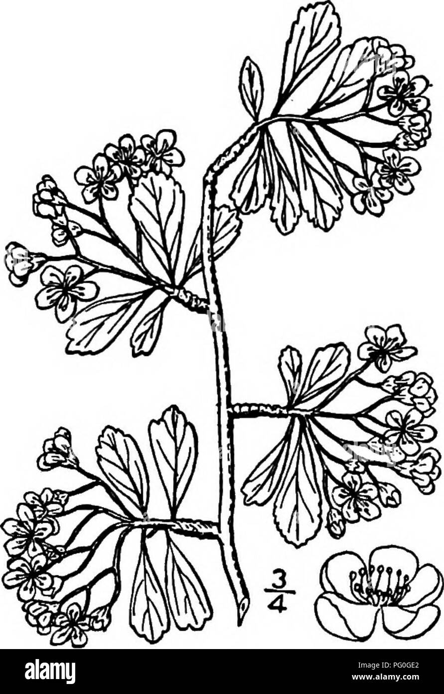 . Nord America : alberi essendo descrizioni e illustrazioni degli alberi che crescono in modo indipendente di coltivazione in America del Nord, a nord del Messico e le Indie occidentali . Alberi. 40. Con frutti piccoli THORN - Crataegus spathulata Michaux questo thorn si verifica in umido, ricco suolo della regione della costa, da Virginia a nord della Florida e a ovest al sud Arkansas e Oklahoma per Texas. È un arbusto o un piccolo albero da 6 a 8 metri di altezza, con in alto a destra e diffusione di rami, formando un ampio cielo aperto; la corteccia è marrone grigiastro, mi- nutely squamosa; i ramoscelli sono Ught marrone rossiccio, liscia, e occasionalmente p Foto Stock