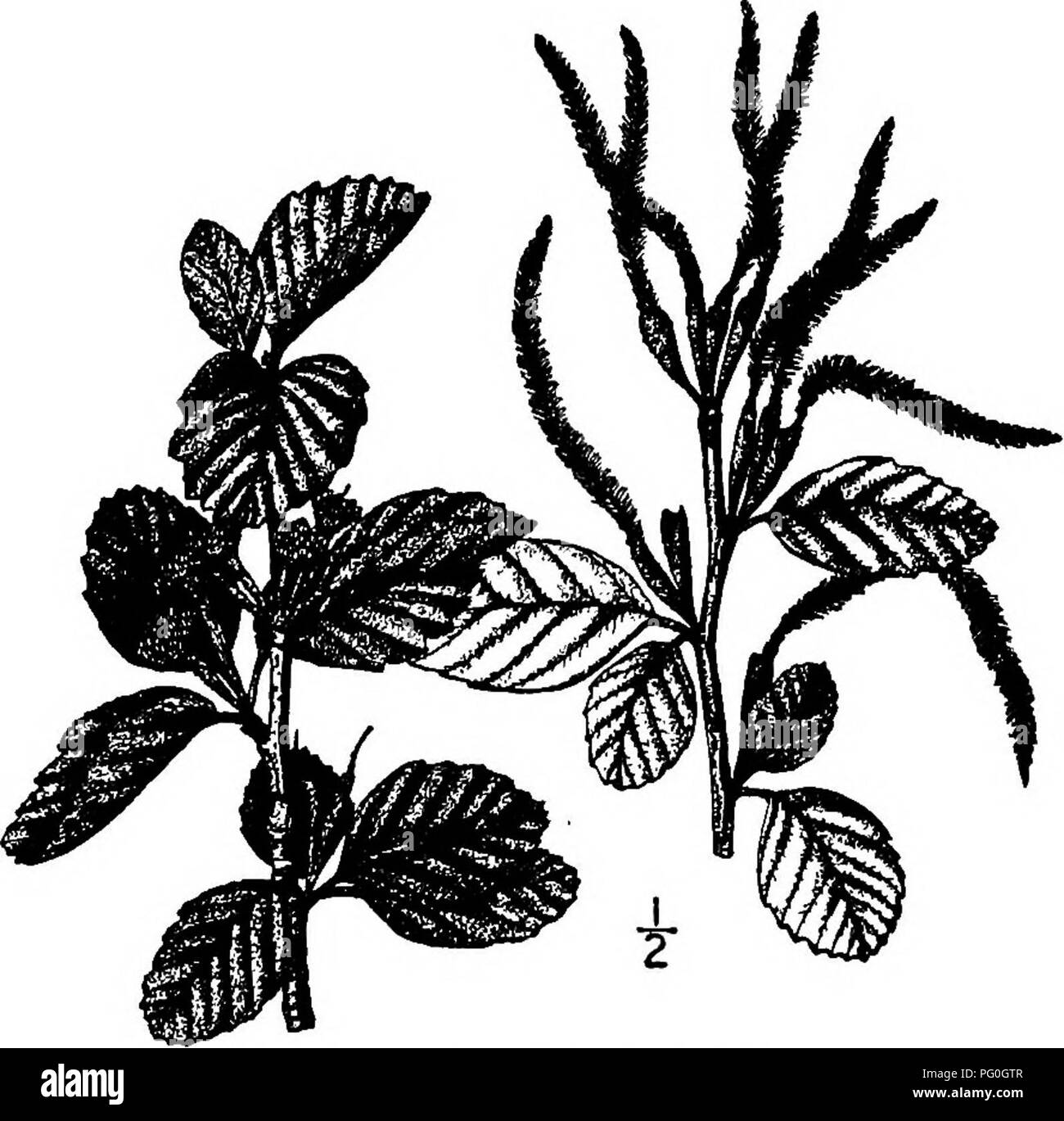 . Nord America : alberi essendo descrizioni e illustrazioni degli alberi che crescono in modo indipendente di coltivazione in America del Nord, a nord del Messico e le Indie occidentali . Alberi. Trask di montagna in mogano frutta 423 è a forma di fuso, leggermente pelose profondamente schisi all'apice e circa 2 cm. lungo; la nutlet è scanalata sul retro, coperti di fitta, i peli lunghi, la sua piuma da 6 a 8 cm.. Il legno è vicino a grana fine, luminoso rosso-marrone, e pesanti; la gravità specifica di circa 0,93. È talvolta usato per attrezzo-manici e rivolta agli articoli, anche molto apprezzati per il carburante. 2. TRASK di montagna del mogano -Oercocar Foto Stock