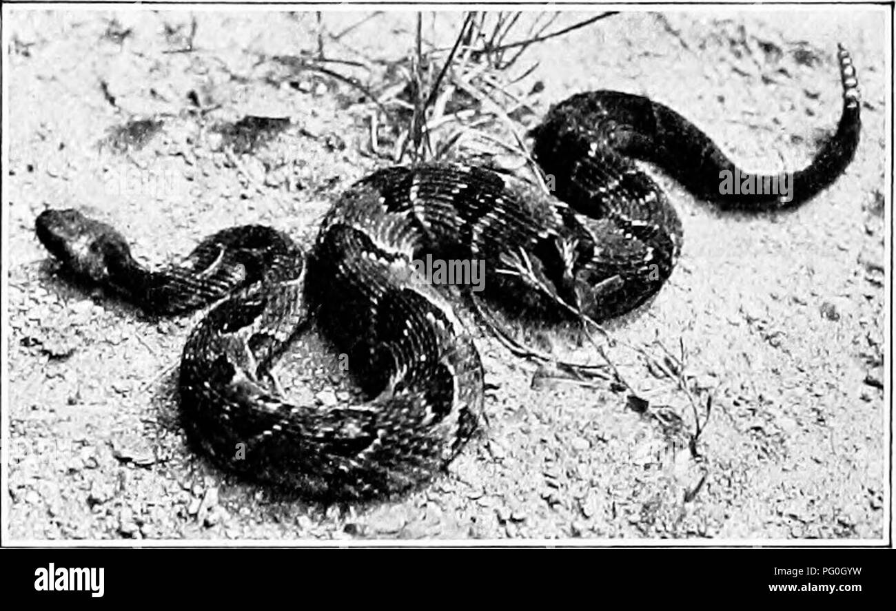 . L'American Natural History; una base di conoscenze utili degli animali superiori del Nord America. Storia naturale. 104 serpenti. Nastrare RATTLESNAKE. (Fase gialla.), ma di un colore molto chiaro, come diventa un serpente delle regioni aride. In cattività il diamante Rattler è, come tutti i membri del suo genere, una timida e alimentatore irregolare. A meno che tutte le condizioni sono interamente a suo piacimento-quiete perfetta e la scelta di cibo e nessuno cercando, non inghiottire un boccone. Quando il suo punto di vista sul tema del cibo e il servizio sono state pienamente soddisfatte, partecipare ad un coniglio giovane, un ratto o un cavia. Foto Stock