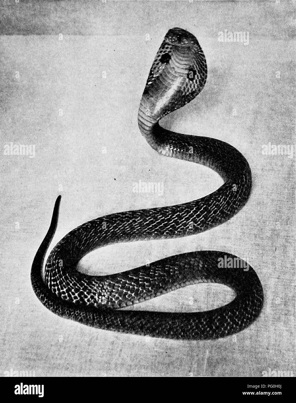 L'immagine raffigura il cobra incappucciato, un serpente velenoso trovato in India. In genere cerca rifugio durante la stagione delle piogge nelle abitazioni umane. Il veleno del serpente è altamente pericoloso, e non esiste un antidoto efficace noto per il suo morso. Foto Stock