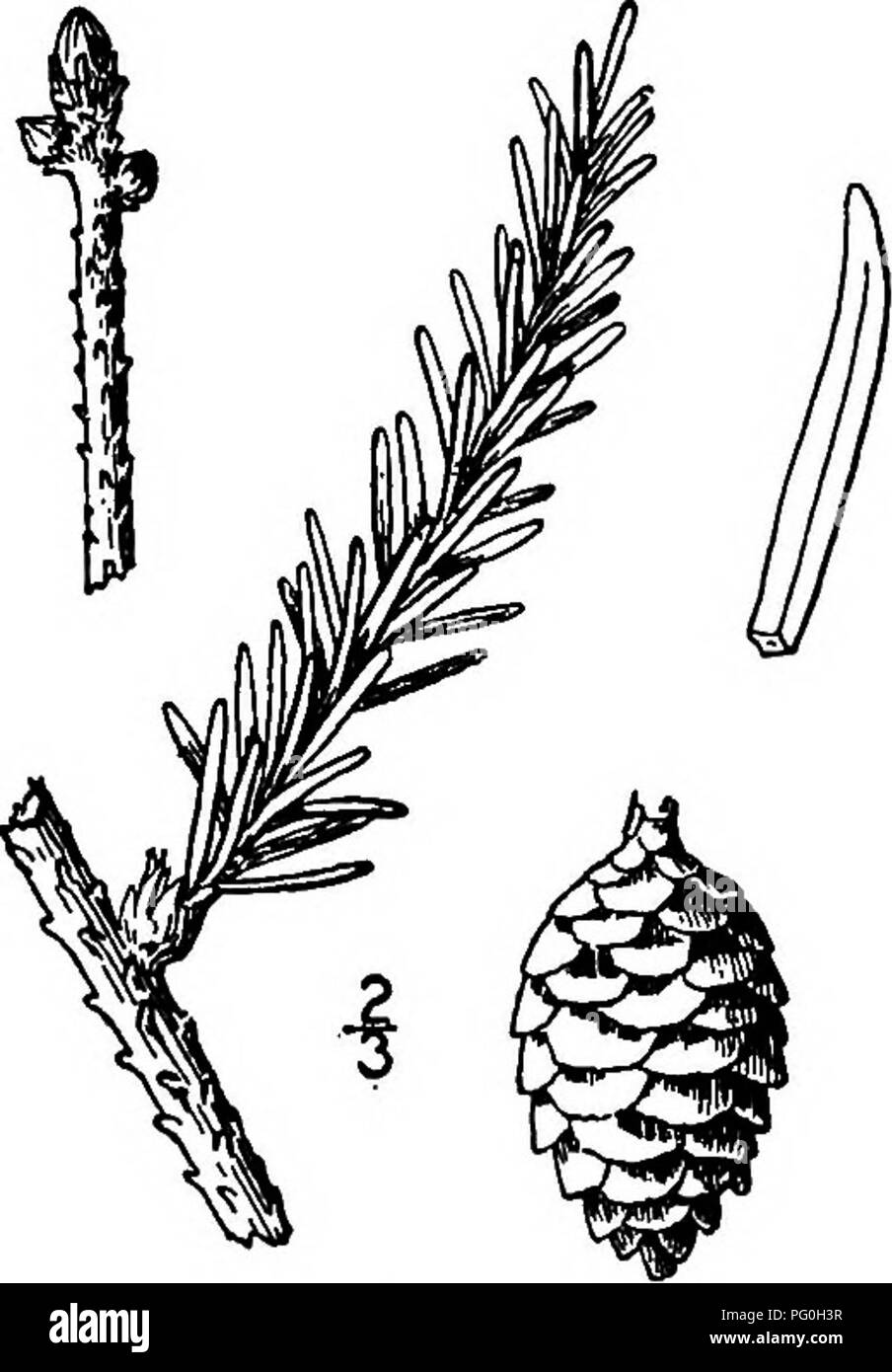 . Nord America : alberi essendo descrizioni e illustrazioni degli alberi che crescono in modo indipendente di coltivazione in America del Nord, a nord del Messico e le Indie occidentali . Alberi. Swamp Abete rosso 51 poco i mm. di larghezza, arrotondato, appuntiti o fittamente taper-appuntita, incurvata, un po' affollato e rivolto verso l'esterno in tutte le direzioni dal rametto, molto luminoso, verde scuro, i lati superiori recanti diverse righe di stomata su ciascun lato del controfiletto arrotondati; i lati inferiori contrassegnati con un numero minore di stomata. Il staminate fiori sono ovali, quasi sessili, 13 mm. lungo e rossastra. Il pistillate fiori sono oblunghi- cylin Foto Stock