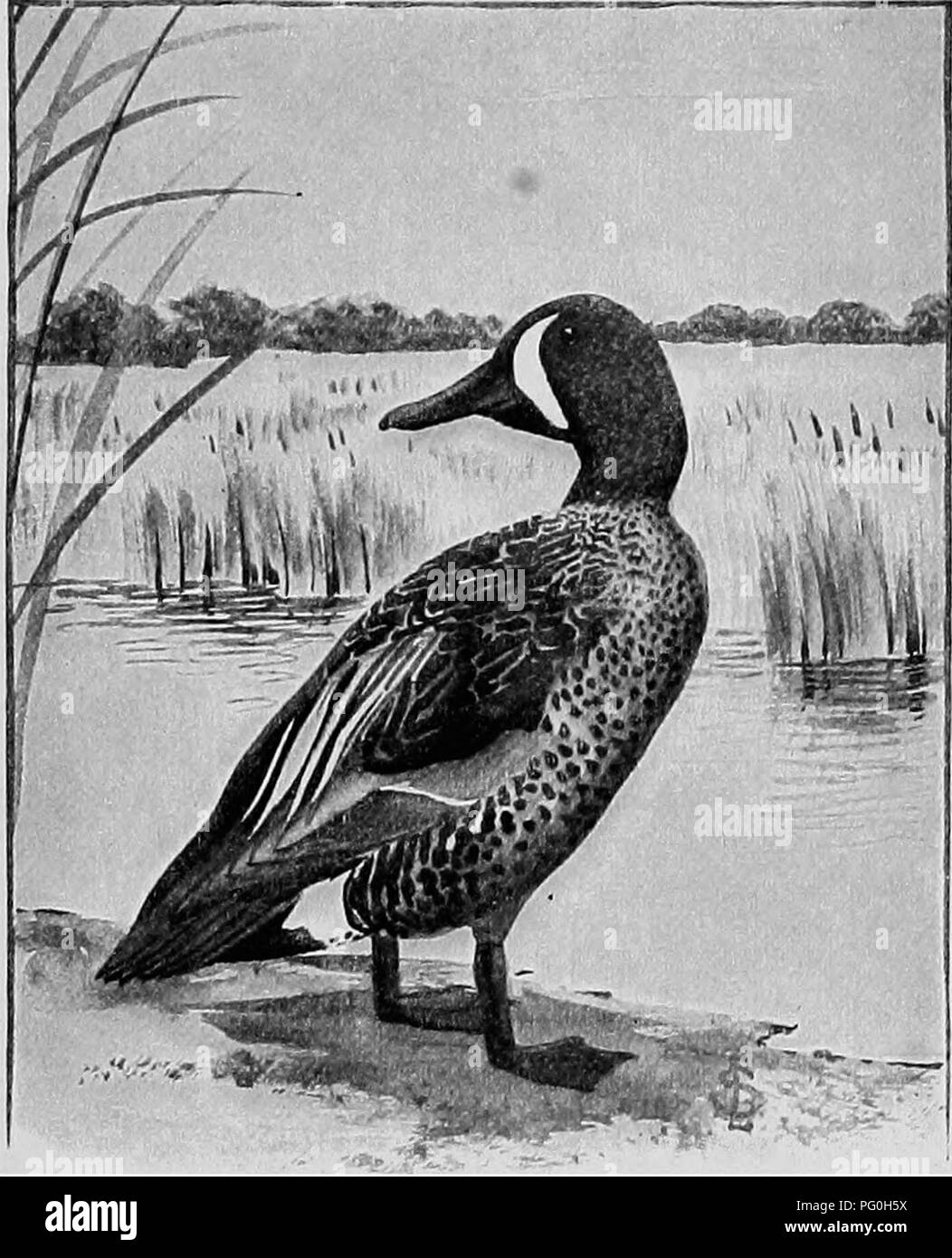 . L'American Natural History; una base di conoscenze utili degli animali superiori del Nord America. Storia naturale. Il verde-WINGED TEAL 177 mantenere a lungo in cattività, essendo molto sensibile a tutte le influenze negative. Il Green-Winged Teal^ ha una notevole cresta, e un bellissimo mare verde smeraldo speculum su ciascuna ala. Esso. Blu-WINGED TEAL. si trovano sparse su praticamente tutto il Nord America, dall'Atlantico al Pacifico e da terreni sterili a Cuba e in Honduras. Il mestolone,^ anche chiamato la spatola è una mano- qualche anatra, riconoscibile per la sua estremamente ampio e Foto Stock