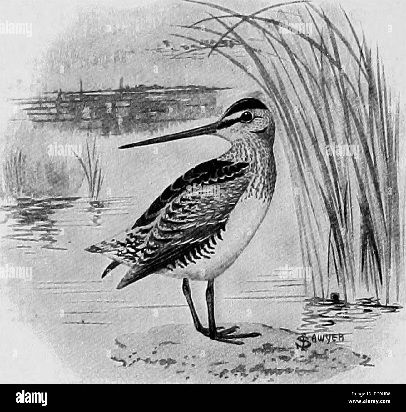 . L'American Natural History; una base di conoscenze utili degli animali superiori del Nord America. Storia naturale. 134 Shore uccelli questo beccaccino ha una molto ampia rangeâfrom Alaska e Hud- figlio Bay attraverso tutti gli Stati Uniti, fatta eccezione per le zone aride ri- regioni, a nord del Sud America. Il suo più cospicuo è di colore marrone a strisce sul retro con nero, che a brushy terra protegge l'uccello così bene che è difficile distinguere.. Il Wilson's Snipe. Ogni volta che in riva al mare in un clima caldo e si vagare "lontano dalla folla impazzita", si potrebbe rendere il familiarizzare- tanza della sabbia Semipalmated Foto Stock