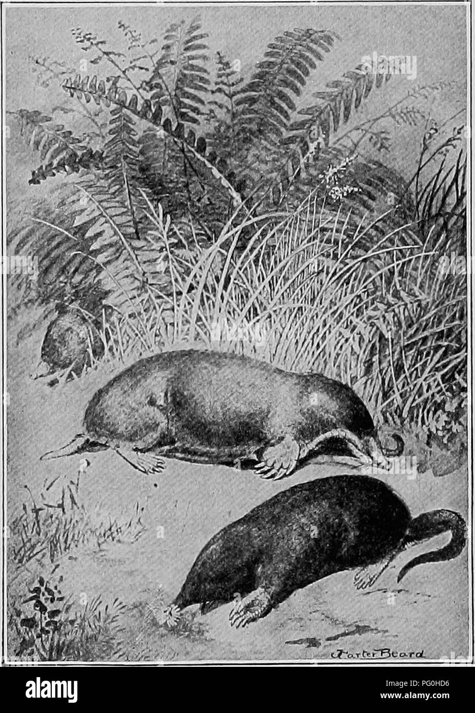 . L'American Natural History; una base di conoscenze utili degli animali superiori del Nord America. Storia naturale. 150 moli e toporagni il strews e moli non solo trovare il loro cibo sotto- massa, ma vivere tutto il ciclo della loro vita nel buio sotterraneo. Moli cercano il loro cibo scavando gallerie nel terreno che è allentata e secco, il tetto viene sollevata in una cresta che. 1. Comune di mole. 2. STAR-BECCHI MOLE. in prati liscio è un fastidioso sfigurare. I giardinieri sono atti a dimenticare che essi lavorano sempre dove le larve di insetti sono più spesse e la necessità per il loro aiuto è più urgente. Il Foto Stock