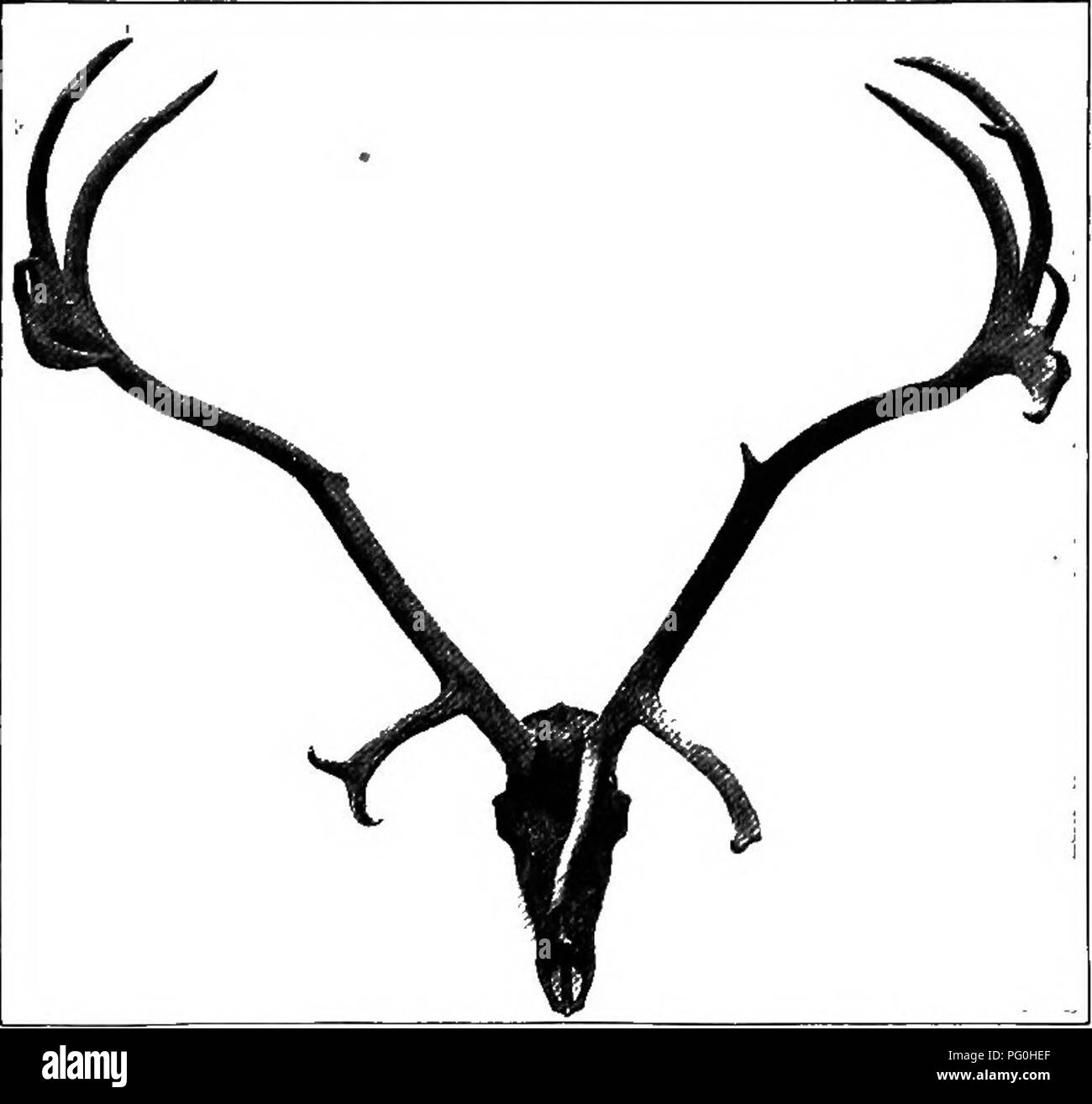 La storia naturale americana fornisce un'esplorazione approfondita degli animali più alti del Nord America, concentrandosi su specie come il Woodland Caribou e la Groenlandia Caribou. Questa risorsa completa mette in evidenza gli habitat ecologici, i comportamenti e i tratti fisici di questi animali iconici, contribuendo alla comprensione della fauna selvatica del Nord America. Foto Stock