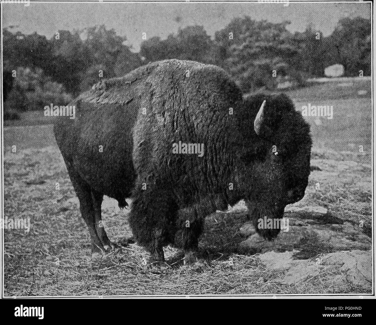 . L'American Natural History; una base di conoscenze utili degli animali superiori del Nord America. Storia naturale. Pericolo da bufali selvaggi 7 questi,.la maggior parte sono in grandi aree recintate e ogni zoolog- ical parco e giardino contiene come molti testa come si può prop- erly ospitare. Le razze di Buffalo facilmente in cattività ed è facilmente curata. La maggior parte degli animali in cattività sono ragionevolmente. Copyright 1908 dal New York Zoological Sodety. Bisonti americani NEL NUOVO YOEK Zoological Park. trattabili, ma di tanto in tanto un individuo diventa selvaggio e pericoloso e richiede o Foto Stock