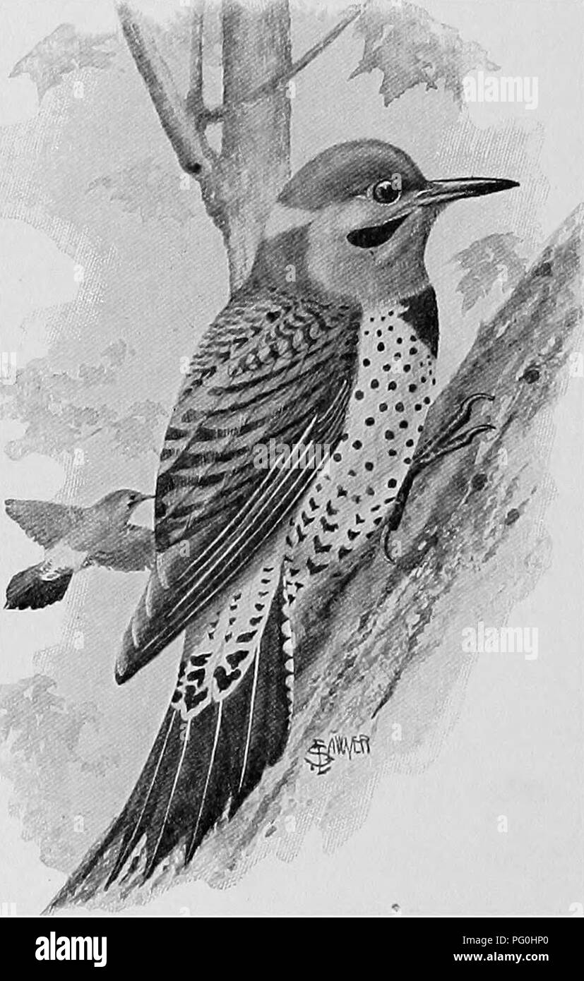 . L'American Natural History; una base di conoscenze utili degli animali superiori del Nord America. Storia naturale. 14 ^YOODPECKERS alto sul cospicuo tronchi. Nel Parco Zoologico abbiamo messo in su ogni inverno almeno venticinque a due strisce di libbra di carne di maiale grassa per i picchi e chickadees che vivono con noi tutto l'anno.. GOLDEN-winged Picchio. Il picchio Golden-Winged^ è il mio preferito tra i membri di questo ordine. Si tratta di un uccello di buone dimensioni, dignitoso nel cuscinetto, decisamente bello, e un grande lavoratore. Egli ama per cacciare gli insetti sul terreno, occasionalmente, ma è ver Foto Stock