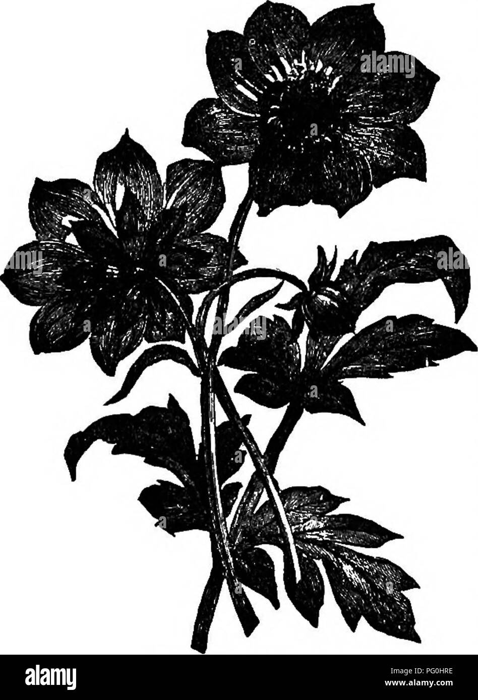 La Cyclopedia of American Horticulture fornisce una guida completa alla coltivazione di dahlia, concentrandosi su varietà come Dahlia Merckii e varie cultivar ornamentali come Black Beauty, Grand Duke Alexis e Storm King. Mette in risalto la coltivazione e gli usi ornamentali delle dahlia nella progettazione del giardino. Foto Stock