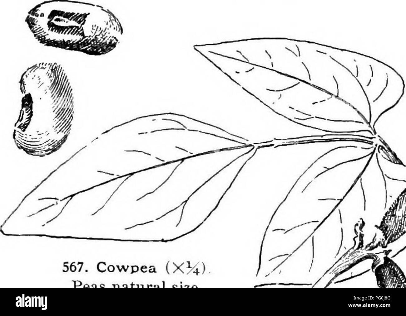 . Dell'enciclopedia di American orticoltura comprendente suggerimenti per la coltivazione di piante orticole, descrizioni delle specie di frutta e ortaggi, fiori e piante ornamentali vendute negli Stati Uniti e in Canada, insieme geografico e biografie. Il giardinaggio. COWSLIP CRANBERRY 389. 567. Cowpea (XH) Piselli dimensione naturale. COWSLIP. Il vero inglese Cowslip è pri- mula officinalis. La pianta chiamata erroneamente Cowslip in America è la palude Calendula, Oallha palustris. Il "American Cowslip " è un nome popolare per Dodecatheon Meadia. Vir- ginian Cowslip è somet Foto Stock