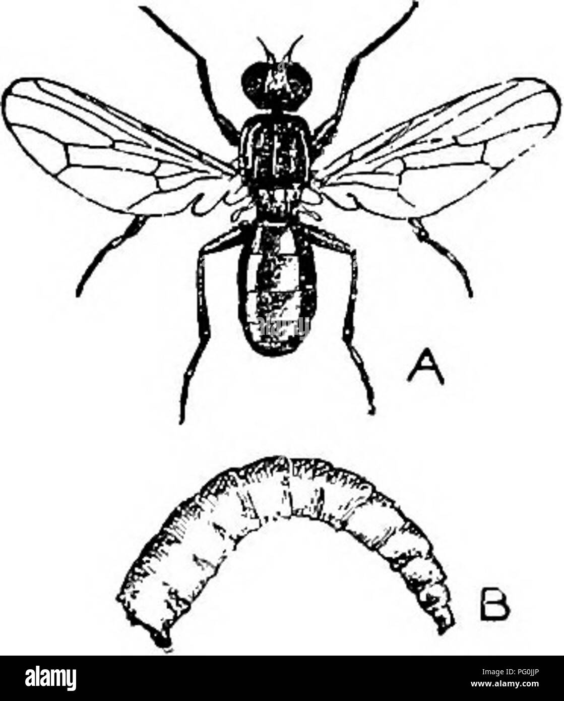 . Parassiti animali e malattia umana. Medical parassitologia; insetti come vettori della malattia. 526 FLY VERMI MYIASIS e modo di volo come il suo parente stretto, F. canicularis. Le larve (Fig. 253) differiscono da quelli di quest'ultima specie nella forma e disposizione delle spine. Molti casi sono il record in cui Fannia larve sono stati passati nelle feci in modo intermittente per un num- ber di. anni, spesso accompagnata da un disturbo cronico dell'intestino. È probabile in questi casi che ripetuta una nuova contaminazione accadere, anche se esso può essere concepito che la completa storia di vita del fly potrebbe essere passe Foto Stock