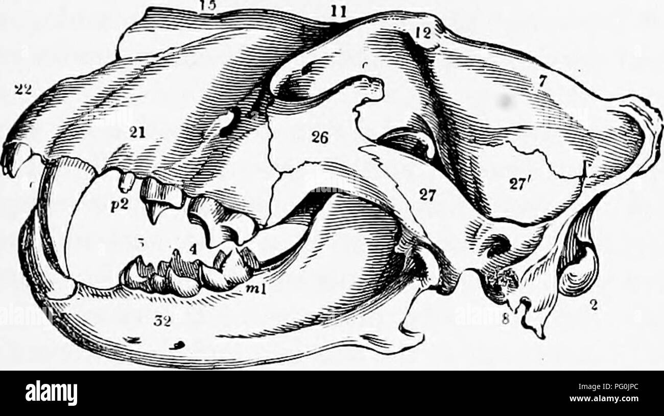 . Zoologia : per gli studenti e i lettori . Zoologia. Composizione del cranio. 399 ing gill-fessure o spiracles, ma sono chiusi nella maggiore Verte- brates. Come regola generale, il cranio è simmetrica, eccezioni essendo trovati nell'passere e le ossa circa il naso del cer-. ho io?. 386.-Cranio di Lion. 2, condjie occipitale ; 7, osso parietale e la cresta sagittale ; 8, pf.rocci.iital ; 2?', squamosal osso ; un?, zygi&GT;matic arch ; 26, malar osso ; 11, osso ttontal ; 12, post-processo orbitale; 15, osso nasale; 21, osso mascellare; 22, osso premaxillary ; 32, mandibola ; 3, cresta occipitale; c, canina t Foto Stock