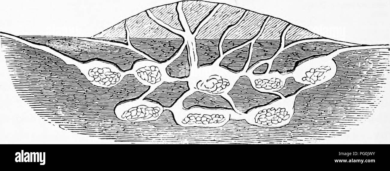 . Zoologia : per gli studenti e i lettori . Zoologia. Fig. 305.-CEcudoma o Ltaf-cutter Ant del Nicaragua.-Dopo la cinghia. tliey liave ragionamento sufficienti competenze per soddisfare esigenze tlie della vita tlieir ; i loro atti di ordinaria essendo istintivo-vale a dire.. Fig. .366.-schema di una formica's Nest (CEcodoma), tlie camere sotto contenente ttie ant cibo.-Dopo la cinghia. i risultati delle abitudini ereditarie. La foglia-cutter formiche di America Centrale e America del Sud (Fig. 365) sono famosi da. Si prega di notare che queste immagini vengono estratte dalla pagina sottoposta a scansione di immagini che possono essere state migliorate digitalmente per la leggibilità - coloratio Foto Stock