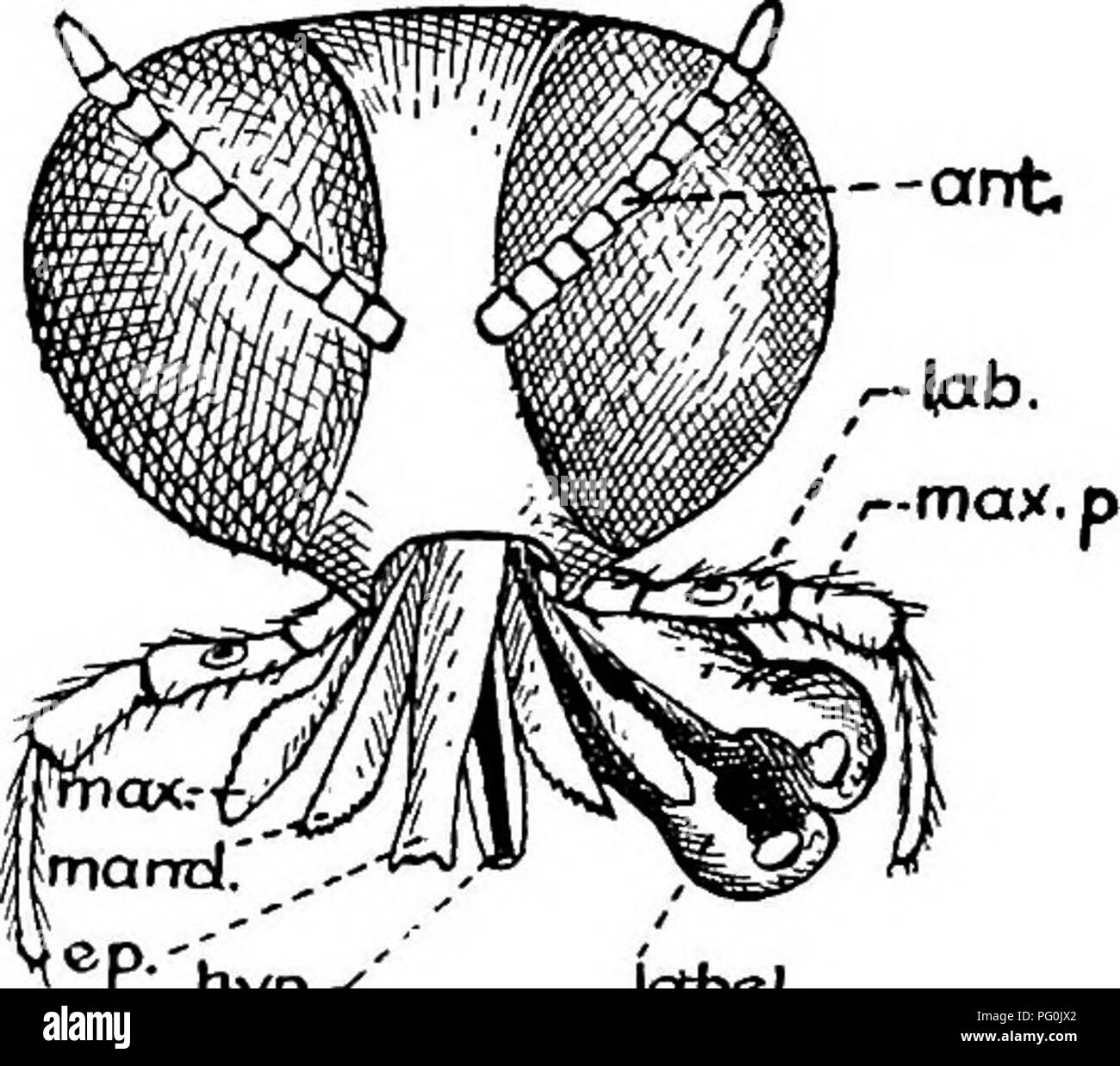 . Parassiti animali e malattia umana. Medical parassitologia; insetti come vettori della malattia. Fig. 219. pecuarum. --Ant. IcHsel, alcune di queste specie sono di colore rosso- fig. 220. Apparato boccale di biackfly, Simuiium; ant., antenna; Ep., epiphar- piatto o marrone giallastro, e ynx; hyp., ipofaringe; lab., labium; , . , .   Etichetta., labellum; me., mandibola; essi possono essere variamente striped max., mascella; max. p., mascellare pal- e contrassegnato. Le ali sono ^^^-^-'^f*^'' Aiooek.) trasparente o di grigio o di colore giallastro con pochi vene pesanti vicino al margine anteriore spesso distintamente colorato. Alcuni dei s Foto Stock