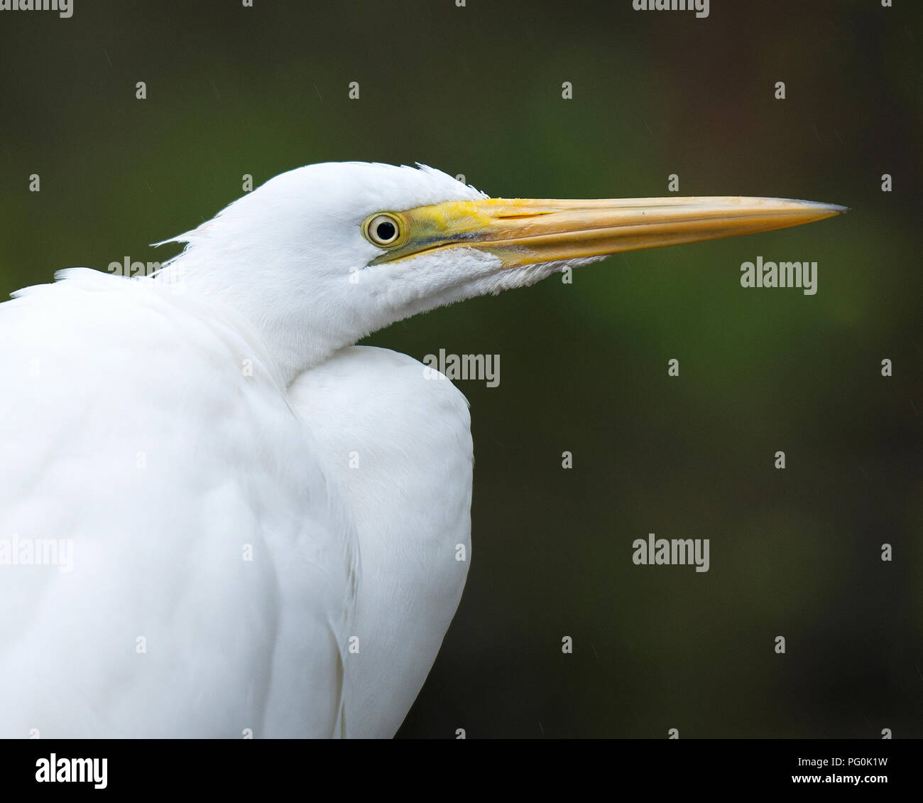 Grande airone bianco vicino fino nel suo ambiente. Foto Stock