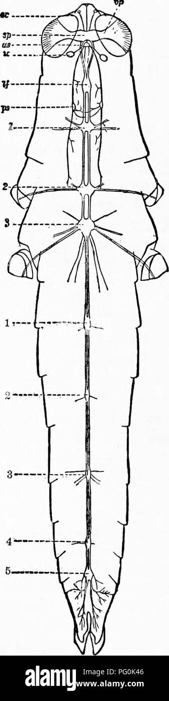 . Zoologia : per gli studenti e i lettori . Zoologia. 338 Zoologia. rappresentato dal cerchio dietro il cervello, sp ; Fig. 283, op), che andare a tlie occhi composti e dal fronte derivano. o â ¢ , S o un 13 50 ig-2$|..2 18Â°^ E.c.SSSOg.o 0) HO gS = Â"gs ID CD tJ fl o p o ^ 03 fâ gu^ e&GT; ffj 01 ^ una g ^ "rf k:'^ tc &amp;-2 o S J= -S* M rv 'A *^ fl 2 Oi '^ +J ft a -S o -s â a â â€un.ssâ¢?.ja ho Â§ S SS S^^ o o  â ¢ '=^ 3&GT; =^ tirante M o o 2 s a&amp;o8 t- essere "^ "^+3 5 o 2 g 5'g â" f OS-S =â 4&gt; 1 0 ^+j c: (c (3 ^ titiQ p: ""J S 3^:s a tre Filamenti sottili che vengono inviati Foto Stock