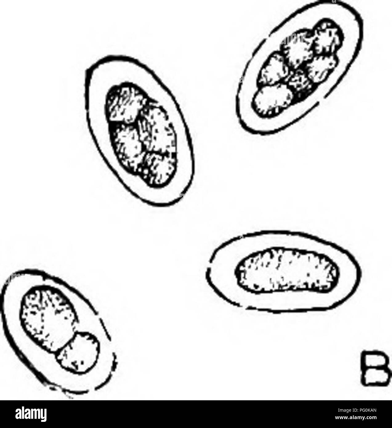 . Parassiti animali e malattia umana. Medical parassitologia; insetti come vettori della malattia. Fig. 104. Uova di hookworms nelle prime fasi della segmentazione, - quattro-segmentata di tipo più comune nelle feci; una, Necator americanus; B, Ancylostoma duodenale. L'host, di solito in un flusso continuo, ma di tanto in tanto con gli intervalli, da passare con le feci. La sottile-uova sgusciate, che sono circa 60 ^ dai 35 ai {-^è del 7^^ di un pollice) e di dimensioni leggermente più grandi nella specie americane, subiscono i primi stadi di sviluppo mentre ancora nel canale intestinale, e dal tempo in cui sono annullate wit Foto Stock