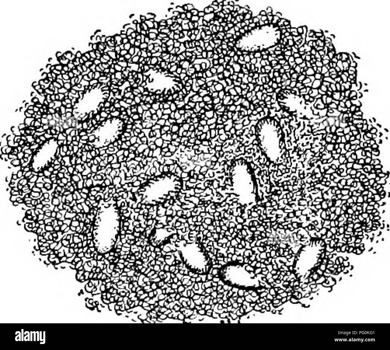 . Parassiti animali e malattia umana. Medical parassitologia; insetti come vettori della malattia. Polmone trematodi adulti 221 tessuti attraverso il quale il parassita gallerie le sue tane e nel quale deposita le sue uova (Fig. 70). Questi scavi nel polmone collegare con i tubi bronchiali, attraverso il quale il sangue, uova di parassiti e di altri prodotti sono annullate, provocando così la caratteristica di sangue-sputare. Il expectorations, simili a quelli della polmonite, sono di un peculiare rosso brunastro colore, in parte a causa del sangue globuli presenti e in parte al marrone scuro fluke uova che sono spesso molto abbondanti. Foto Stock