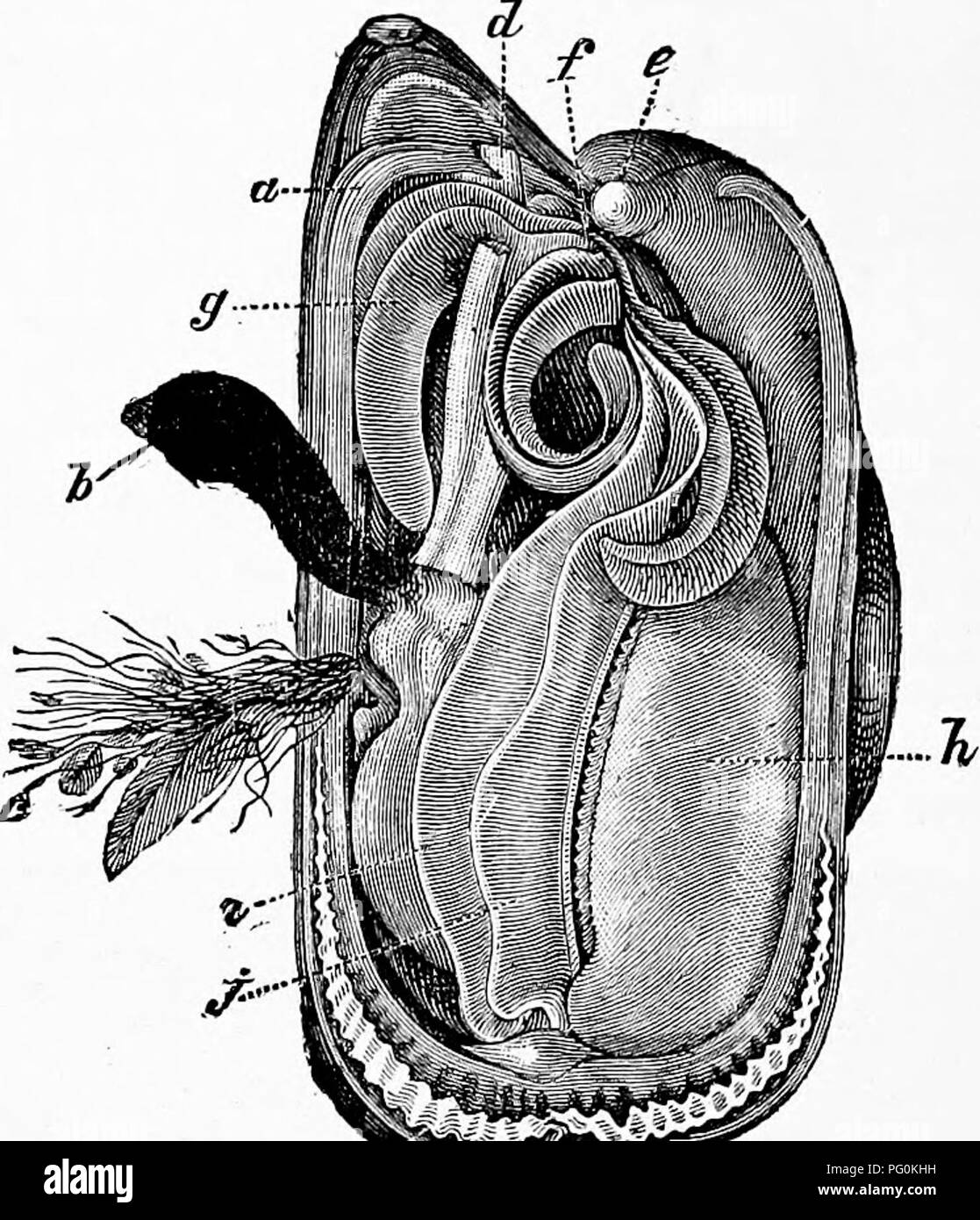 . Zoologia : per gli studenti e i lettori . Zoologia. 248 aooLo&amp;r. miu il guscio è inequilateral, uno, solitamente inferiore, essendo fissato a un oggetto e l'intestino non passa attraverso il ventricolo; nella zona del ventricolo è il doppio. In Lucina e Corhis ci è ma una branchia su ciascun lato e in Peden, e Spondylus Trigonia le branchie sono ridotti a a pettine. ^^y-^^se*'^^^ Fig. 168.-Mytilis edulis, cozza, un mantello, ; b, piede; c, byssue ; d e e, muscoli ritraendo il piede; f, bocca ; q, palpi; h^ massa viscerale : io, interno gill; J, esterno gill.-Da Brehm " Tbierlebe Foto Stock