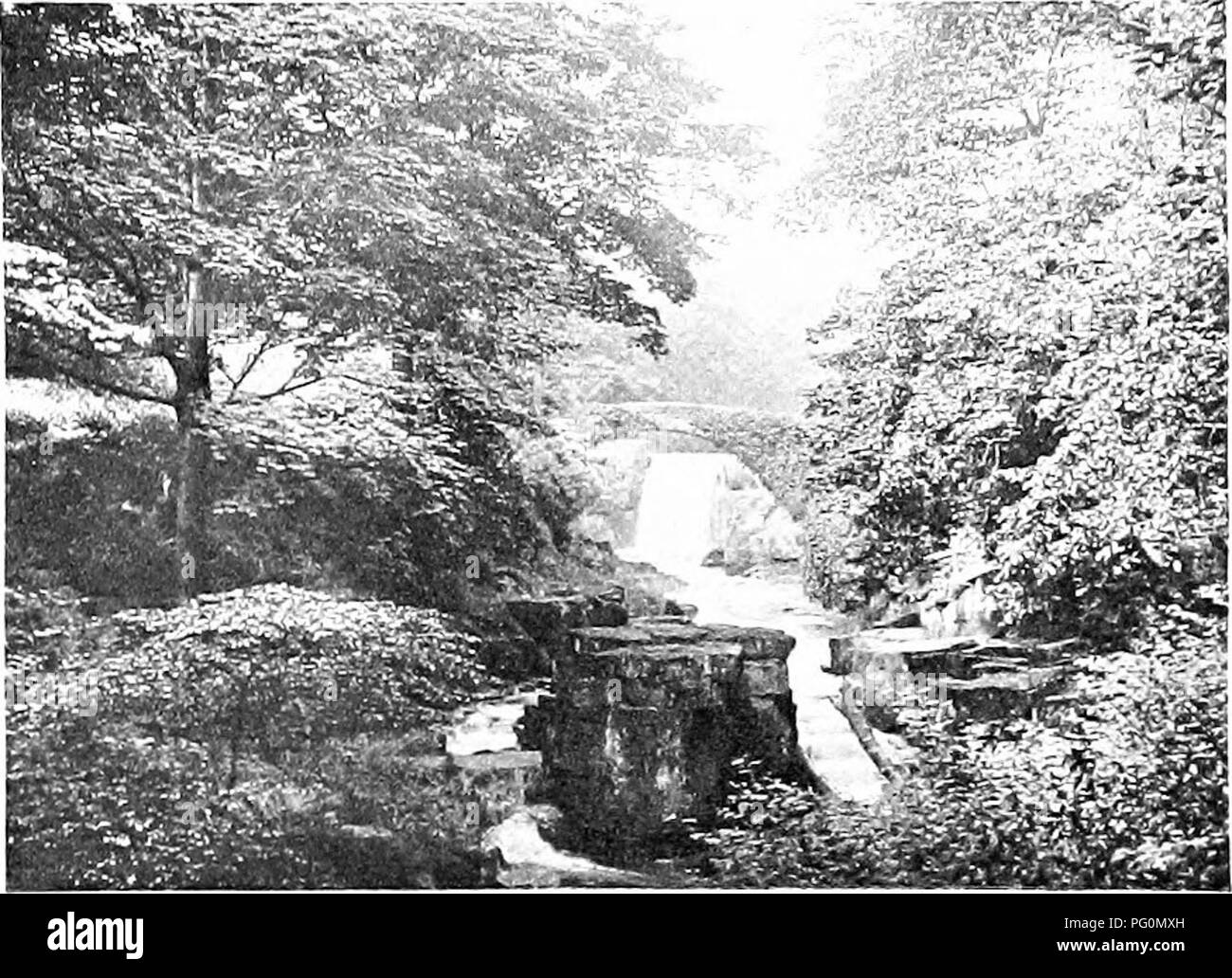 . La natura della carol cantanti. Gli uccelli. Il bilanciere. gli ha consentito di prendere un sbirciare dentro la mia nascondere contri^'ance, un angolo di cui proiettata sulla banca di BECK in modo tale che mi consenta di guardare in basso e vedere l'acqua impetuoso passato. Il suo armamento sapendo poco testa prima su un lato e poi l'altro, egli alzò lo sguardo verso di me e ha reso più un esame critico di tutto ciò che vedeva. Egli apparentemente/ giunse alla conclusione che ero abbastanza male- meno, per quando egli aveva soddisfatto la sua curiosità ha cantato un po' la canzone e poi volò via in cerca di più cibo per il suo compagno e i loro pulcini.. Si prega di notare tha Foto Stock