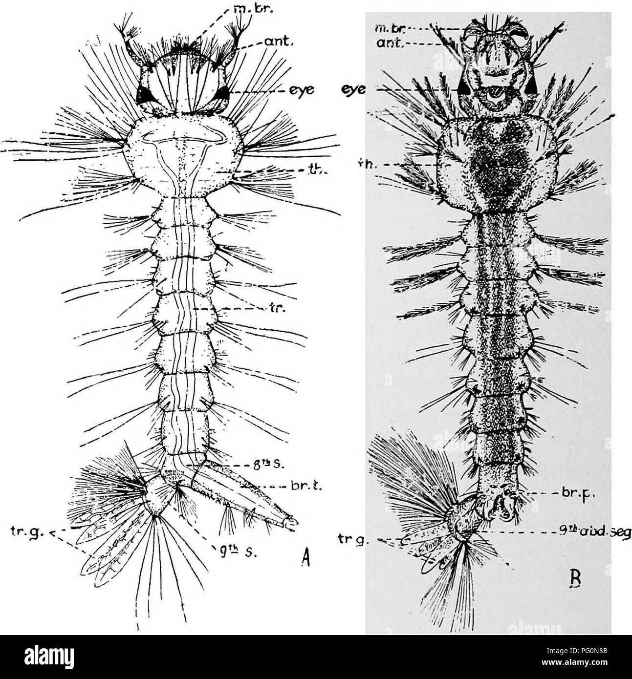 . Parassiti animali e malattia umana. Medical parassitologia; insetti come vettori della malattia. 432 zanzare utilizzando le loro branchie tracheale, ma essi muoiono entro poche ore se è chiusa in acqua senza l'aria disciolta. Le larve della zanzara, a meno che non sia sospeso dalla pellicola di superficie per mezzo del tubo di respirazione, hanno una tendenza ad affondare e salgono di nuovo solo da un attivo strappi dell'addome, utilizzando come. Fig. 196. Un, larva di casa tropicale zanzara Culex quinquefasciatus; ant., le antenne; br. t., tubo di respirazione o sifone; m. br., bocca spazzole; th., torace; 8 s., ottavo segmento addominale; 9 s., 9 abdomi Foto Stock