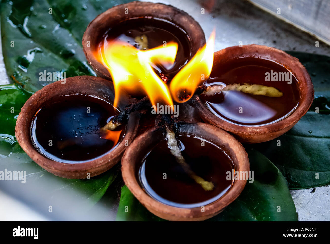 Lampade a olio su foglie di Beetle Foto Stock