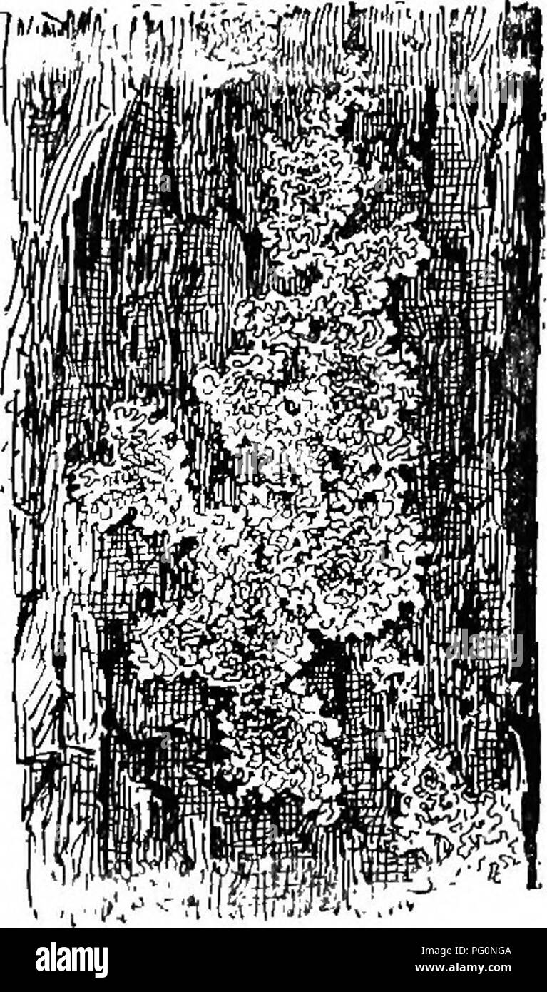 . Principianti " botanica. La botanica. Fig. 286. -Parte del Gill dell'cul- tivated fungo. IR, trama di un tessuto; j/i, hymenium; 5, basidium; sii sterigma; sp, spora. (Atkinson.) nection con cui le spore sono a carico. Queste parti aeree sono gli unici che ordinariamente vedere, e che costituiscono il "poltiglia- camera" parte (Fig. 131). Solo asessuale di spore (ba- sidiospores) vengono prodotte e su corti peduncoli (basidia) (Fig. 286). In puff- sfere le spore sono sbarrato e costituiscono una grande parte del "fumo". nei funghi e toadstools sono sostenuti su branchie e nel ripiano funghi ( Foto Stock