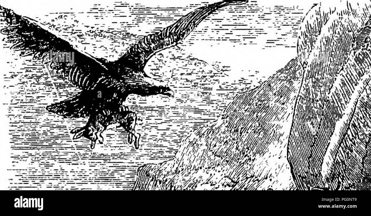 . Case senza mani. : Essendo una descrizione delle abitazioni di animali, classificati secondo il principio di costruzione. Animali. L'Aquila. 621 generalmente il nido dell'Aquila è collocato in alcuni inaccessihle loco e la hird sembra non essere mai così felice come quando si può trovare una sporgenza rocciosa situata a circa metà strada giù per un precipizio e al riparo dal di sopra da un grande pezzo sporgente di roccia. Questa proiezione risponde a due scopi. Esso impedisce il nido di essere visto dal di sopra, e anche le guardie che essa possa essere bersagliato da persone lasciano giù da corde. Per prendere un nido d'aquila è sempre un compito o Foto Stock