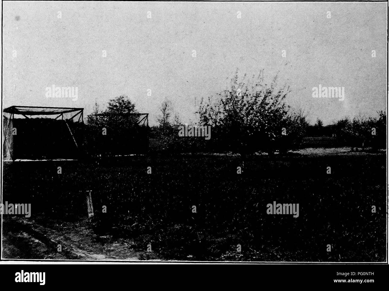 . Le api e la loro relazione con arsenical spray al tempo di fioritura. Le api. 12 Campo di lavoro-secondo anno questo anno (1919) tre alberi, del Jonathan varietà e circa 12 anni, erano in gabbia con schermo di filo su entrambi i lati e la parte superiore e formaggio- panno sul fondo. Uno è stato usato come un controllo; gli altri due sono stati spruzzati e spolverato con lo zolfo e l'arseniato di piombo quando è in piena fioritura, come descritto per il precedente anno. Le colonie di api avente 18 libbre o più innevate di miele sono stati spostati in subito dopo la spruzzatura e spolvero era stato fatto. Il tempo era freddo e piovoso durante una parte del periodo di o Foto Stock
