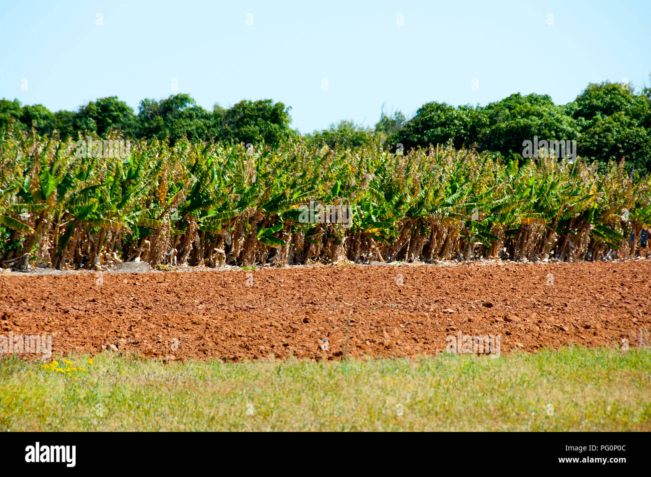 Piantagione di banane - Carnarvon - Australia Foto Stock