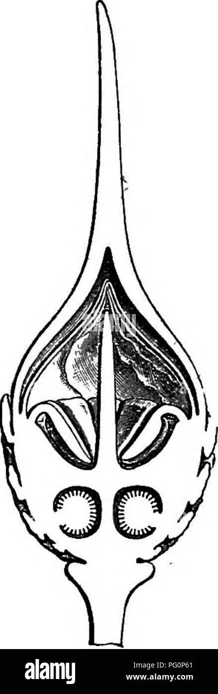 . La storia naturale delle piante. La botanica. Fig. 37. Fiore. Fig. 38. Lungo. setta, del fiore. III. BLAKEA SEKIES. Blaliea ^ (fig. 39) ha dato il suo nome a una serie in cui l'ovaio è adnate al fondo del emisferica e campanulate receptacular sac, il margine di cui supporta un calice persistejit dell ' siamo stati unaMe per analizzare Flethian- Motleyi dra, un shrnb del Borneo, che secondo la descrizione fornita di essa, gli approcci precedenti generi, ma diflfers da esse dal suo hexamerous fiori, con 4-celled ovaio e stami numerazione trenta. ' L. gen. n. 593.-J. Gsn. 328.-Do Foto Stock