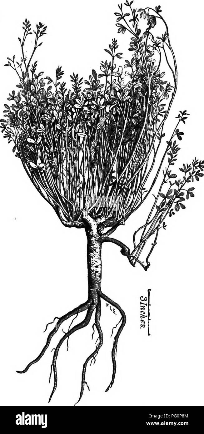 Questo manuale fornisce indicazioni pratiche sull'apicoltura, tra cui la gestione dell'alveare, la produzione di miele e il controllo delle malattie. Offre consigli su come mantenere alveari sani e massimizzare le rese di miele, servendo come risorsa completa per gli apicoltori. Foto Stock