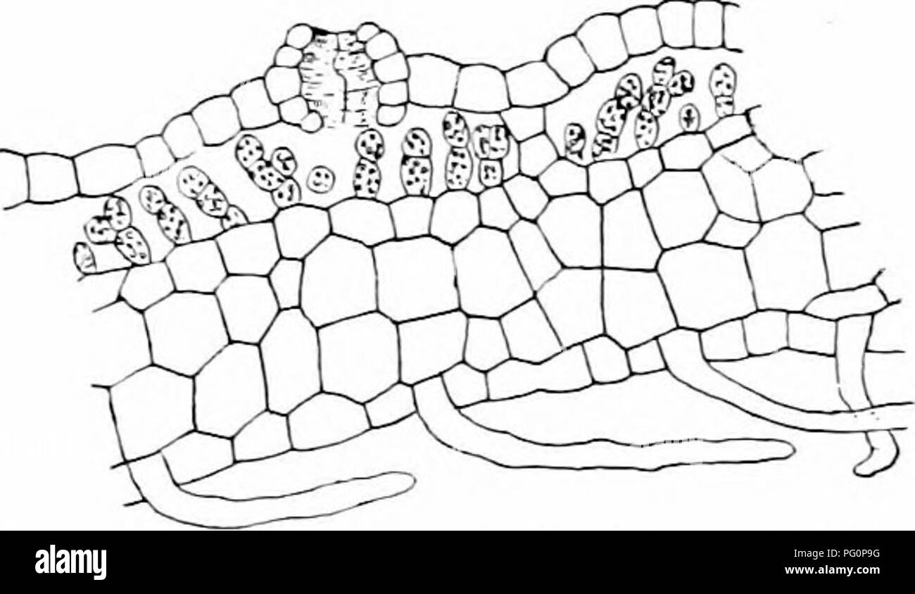 . Impianto studi; un elementare botanica. Botanica. rifornimenti di cibo. T h e r g f o r o p r o - cesses sono devel- ciclomotore che "Martellare a penna- trate aliscirh e. Il vischio e tremava sono il seme - piante "whieh hanno t h i s h a Ij. a n d hanno entrambi tali processi (vedere figg. 102, 103). Questa abitudine è mncli più estesamente devel- ciclomotore, tuttavia, in una condizione di basso livello di un gruppo di piante conosciute come i funghi. Molti di questi funghi iiarasitic live su jilants e animali, illustrazioni comune essendo le muffe di foglie di lilla e molte altre piante, la ruggine del frumento, il granello di fuliggine i:se il mais, ecc. 70. Struttura di radice. -In bassa Foto Stock