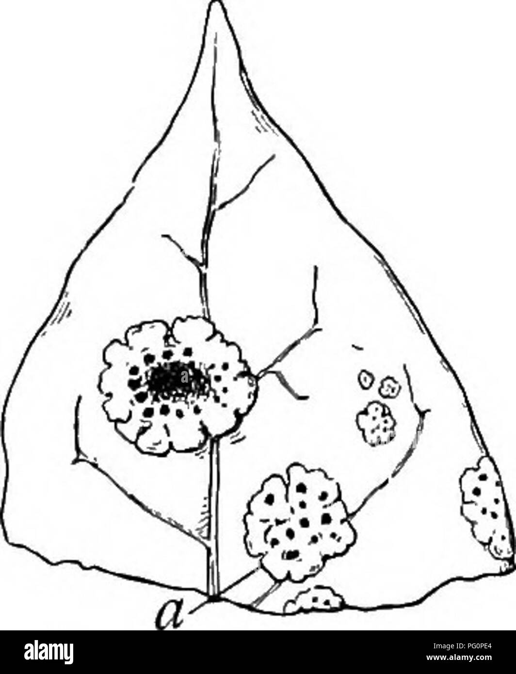 . Un libro di botanica per scuole e università ... La botanica. Steli 6S9. dell'acqua. Il organi di assorbimento di epifite, come si è visto in un lichene tallo, nelle radici aeree di orchidee e nelle foglie di muschi e bromeliis, sono stati trattati altrove. La maggior parte delle orchidee e bromelias sono altamente cutinized pareti epidermica, che con altre funzionalità di protezione, ridurre la traspirazione in una misura tale che Ihe piante non asciugare per settimane. In molti orchidee le foglie o steli o entrambi sono fortemente ispessita e contengono grandi quantità di acqua, gli steli fre- temente mostra allargamento a bulbo. Foto Stock