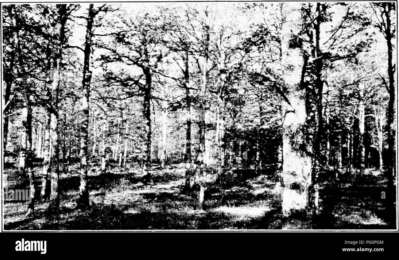 . Impressioni della silvicoltura europea : lettere scritte durante un periodo di sei mesi " visita in Inghilterra e per il continente . Le foreste e la silvicoltura. origine di questa usanza risale al periodo di devastazione nel sedicesimo e diciassettesimo secolo. Essa è stata una delle disposizioni della foresta ordinanza del 1669. Che è stato nel complesso una sapiente messa a disposizione per la Francia è ben attestata da utilizzare per cui certi di questo riservati legname è stato messo durante la guerra. Con- fuori di questa eccedenza sarebbe stato difficile se non impossibile, per soddisfare le richieste del governo francese e gli eserciti alleati per il legno abso Foto Stock