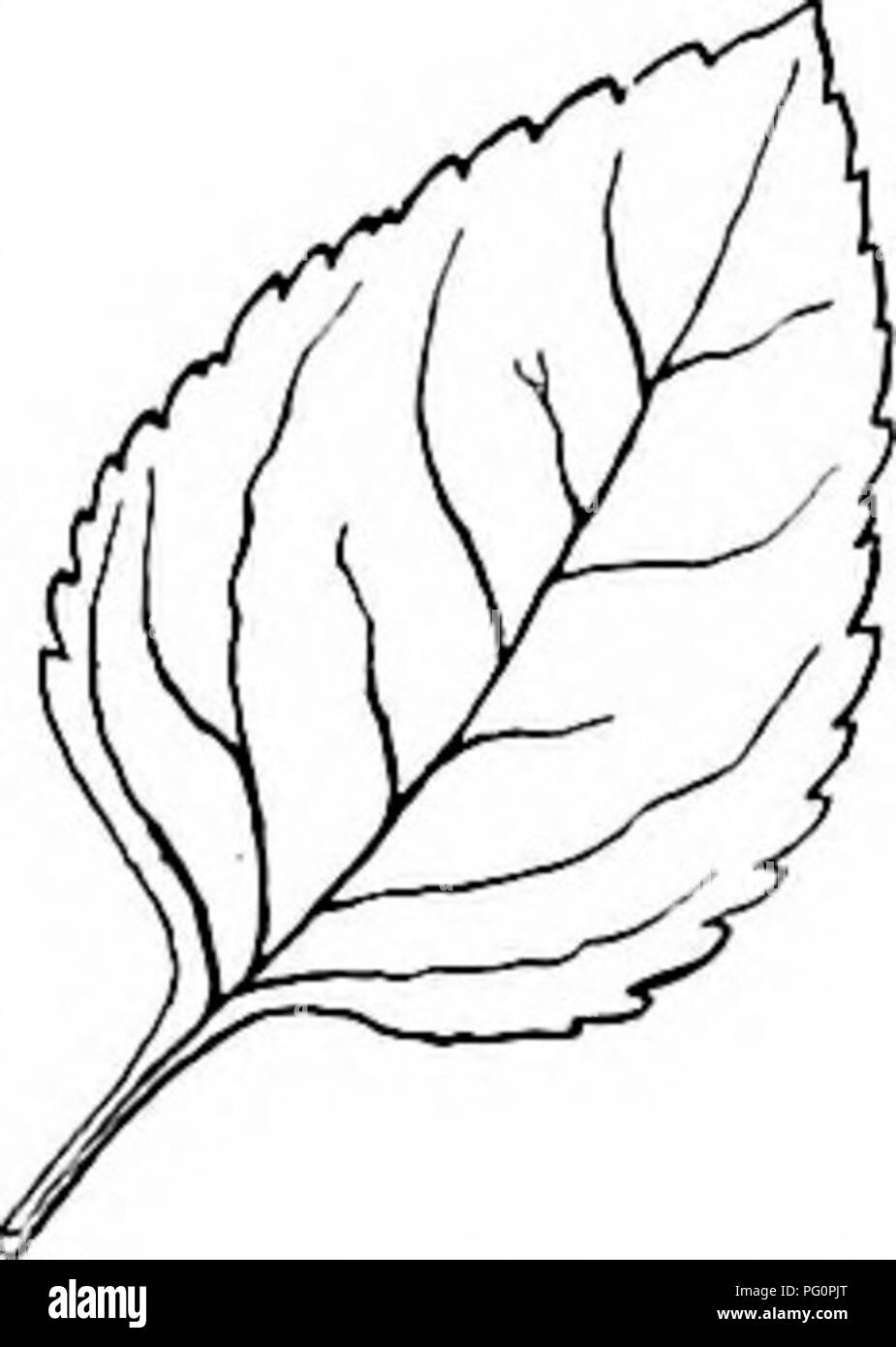 . Il nostro nord di arbusti e di come identificarli : un manuale per i veri amanti della natura . Arbusti. Foglia di forsitia viri- dissima. al terreno. Questo appare in concessionari' cata- loghi sotto il nome di qualsiasi loro annunci di fantasia,- Forsitia suspensa, Forsytkia seiboldi, Forsitia fortunei. È buona opinione che di forsitia suspensa dovrebbe essere ri- garded come forma specifica e per- sythia seiboldi e coltivazione fortunei varietà. Come i tre stanno fianco a fianco in Arnold Arboretum la dif- ference sembra essere principalmente una questione di fogliame ; in abitudine che essi sono molto simili. Le foglie della F. Foto Stock