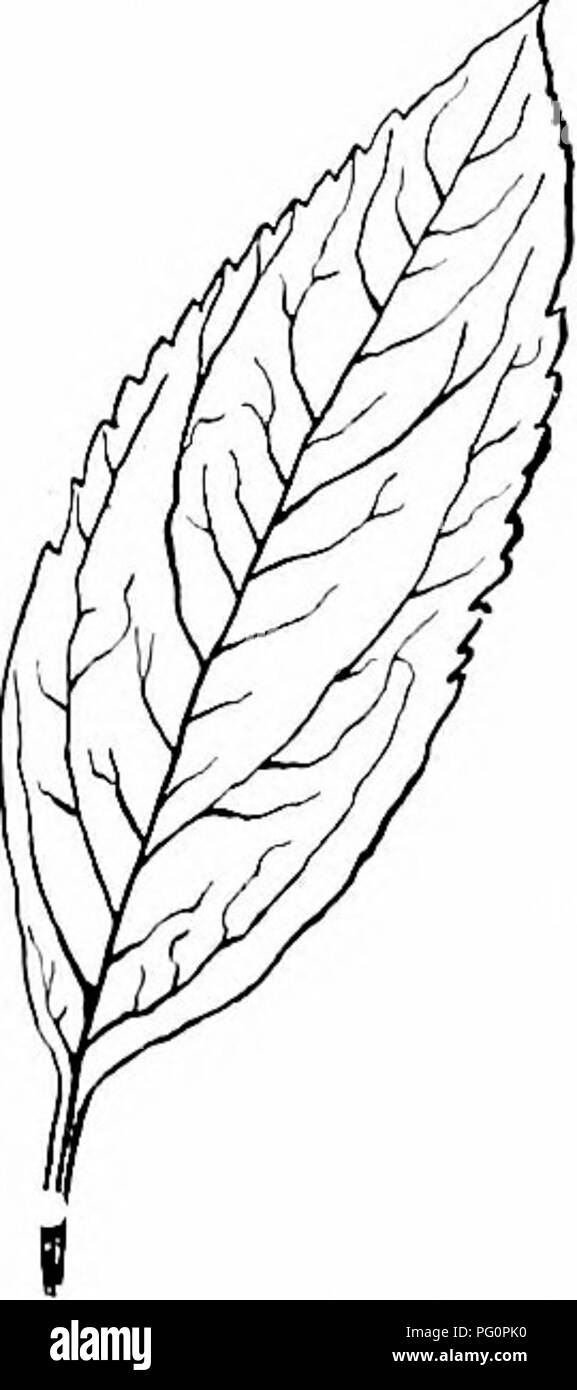 . Il nostro nord di arbusti e di come identificarli : un manuale per i veri amanti della natura . Arbusti. Coltivazione. Foglia di forsitia viri- dissima. al terreno. Questo appare in concessionari' cata- loghi sotto il nome di qualsiasi loro annunci di fantasia,- Forsitia suspensa, Forsytkia seiboldi, Forsitia fortunei. È buona opinione che di forsitia suspensa dovrebbe essere ri- garded come forma specifica e per- sythia seiboldi e coltivazione fortunei varietà. Come i tre stanno fianco a fianco in Arnold Arboretum la dif- ference sembra essere principalmente una questione di fogliame ; in abitudine che essi sono molto simili. Il lasciare Foto Stock