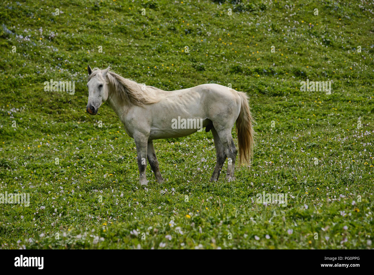 Il cavallo in erba alpina, Jyrgalan, Kirghizistan Foto Stock