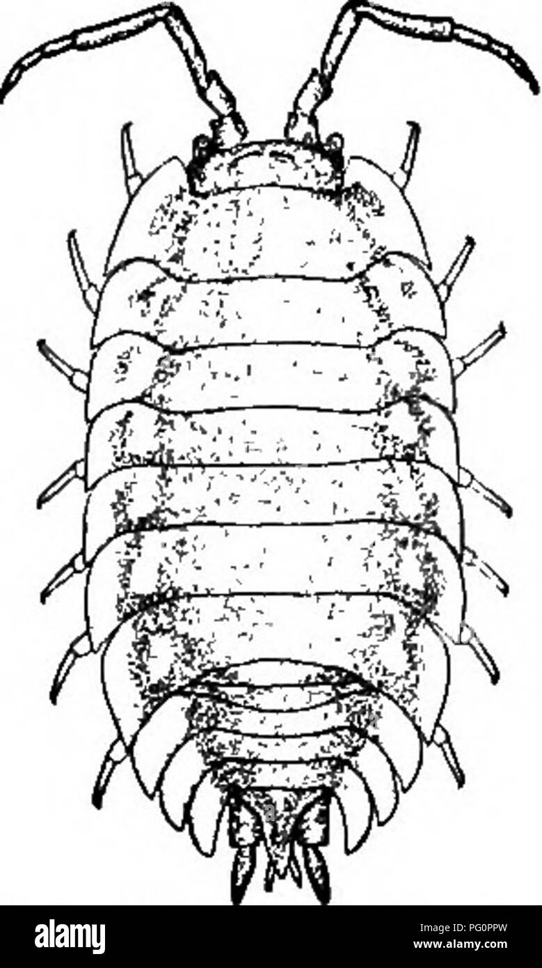 . Elementare, biologia animale e umano. Biologia. 162 Biologia Animale fra i parenti del gambero di fiume che vivono in luoghi umidi sulla terra sono i bug pillola e la scrofa bug (Fig. 115) che spesso si trovano sotto acqua-bagnato fradicio di legno. Tutti gli animali che abbiamo descritto in questo capitolo appartengono alla classe Crostacei, così caUed dal guscio esterno rigido che li investe. 118. Importanza economica della crus-r tacea.-Astaci in Europa e in particolare in Francia, sono altamente apprezzati come cibo e particolari sforzi per aumentare il loro numero. In questo paese però hanno stato ancora utilizzato ma Foto Stock