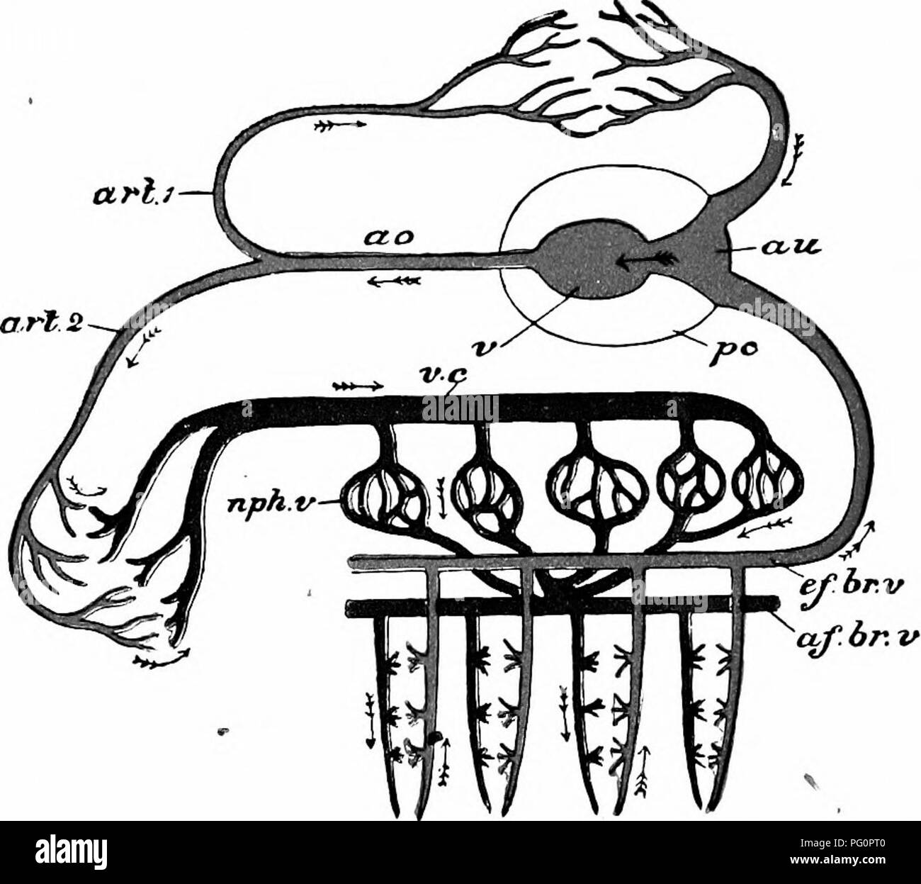 . Un manuale di zoologia. 276 MANUALE DI ZOOLOGIA da tutto ciò che non abbiamo ancora incontrato. Su ciascun lato della gola è un piccolo cerebro-pleurica ganglio (Fig. 162, c. pi. gn) uniti con il suo compagno del lato opposto da un nervo- Cavo - La commissura cerebrale passando attorno alla gola. Ogni cerebro-pleurica ganglio dà anche fuori da una cordicella, le cere- bro-connettivo pedale, che passa verso il basso e indietro per &AMP; ganglio pedale (pd. gn) situato in corrispondenza della giunzione del. Fig. 164.-Schema del sistema circolatorio di Anodonta. Recipienti contenenti aerato rosso sangue, non aerata blu. af.br. v, afferiscono b Foto Stock