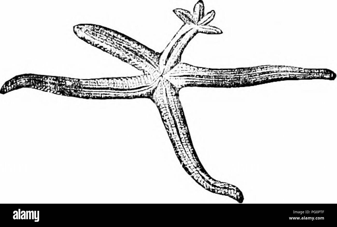 Questa immagine proviene da un manuale di zoologia, concentrandosi in particolare sulla classe degli echinodermi. Discute i dettagli anatomici e funzionali dei ricci di mare, tra cui la loro simmetria e la struttura dei raggi. Questo riferimento zoologico è prezioso per comprendere la classificazione e le funzioni biologiche degli echinodermi. Foto Stock