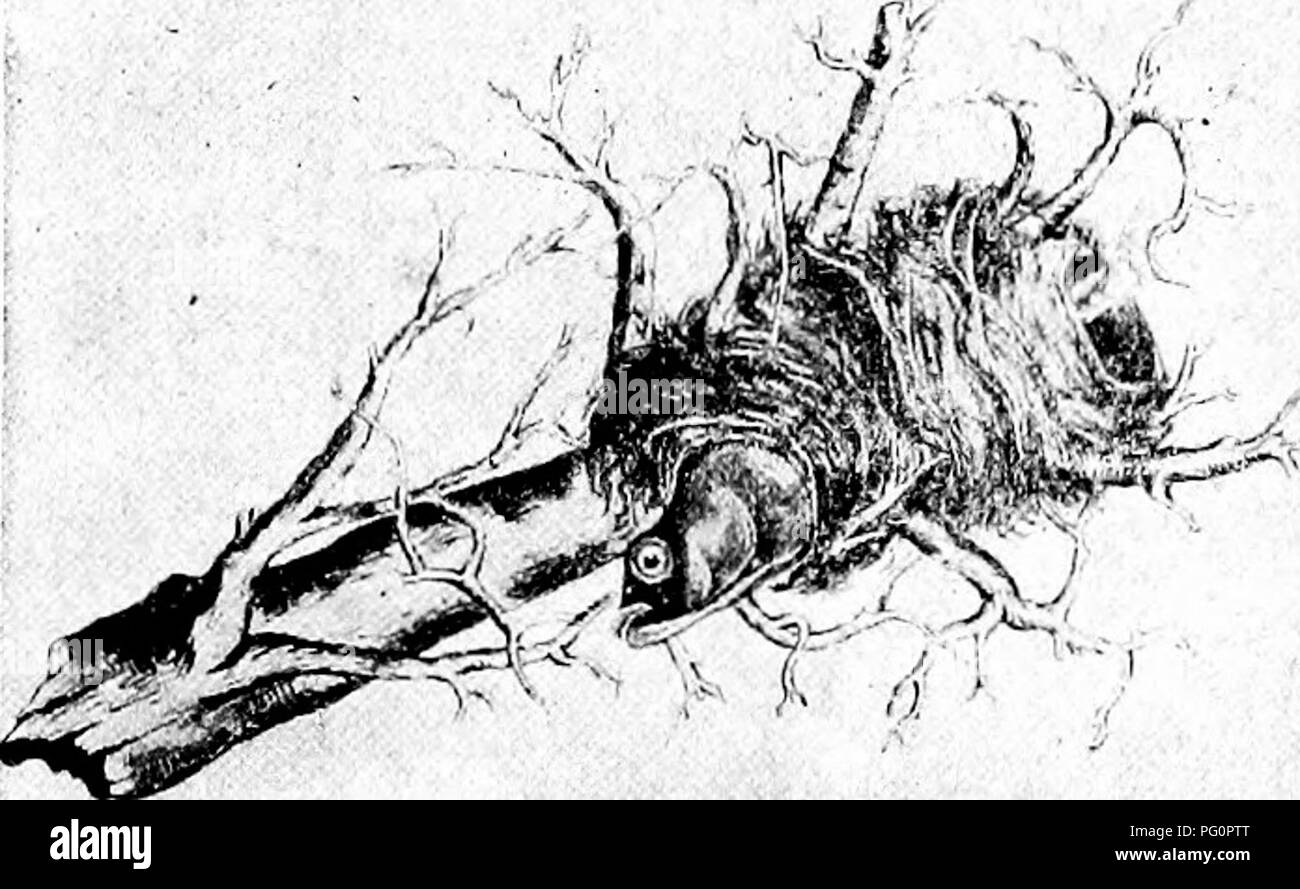 . Elementare, biologia animale e umano. Biologia. ^â ^- >^ i^ d .'.' I I Fig. 104. Â Il Nido di stickleback. In precedenza, maschio inserendo nido con uova ; al di sotto, maschio depositare lo sperma-cellule. Il nucleo dello spermatozoo e uovo-cellule poi unite proprio come nelle piante (Fig. 102, B, C, D). Il nucleo delle uova fecondate così prima divide, e poi il corpo della cella e quindi vengono formate due celle. Ciascuna di queste cellule a sua volta divide e così quattro celle sono realizzate (fig. 103, A, E). Il processo del. Si prega di notare che queste immagini vengono estratte dalla pagina sottoposta a scansione di immagini che possono essere state migliorate digitalmente per la leggibilità - Foto Stock