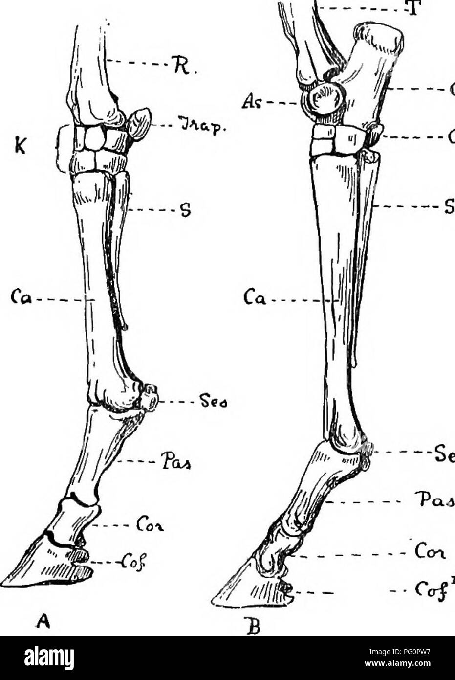 Un libro di testo che copre la struttura scheletrica dei cavalli, in particolare sulla cintura delle spalle. Il testo spiega le differenze anatomiche tra varie specie, con descrizioni dettagliate di ossa come la scapola e i processi coracoidi. Foto Stock