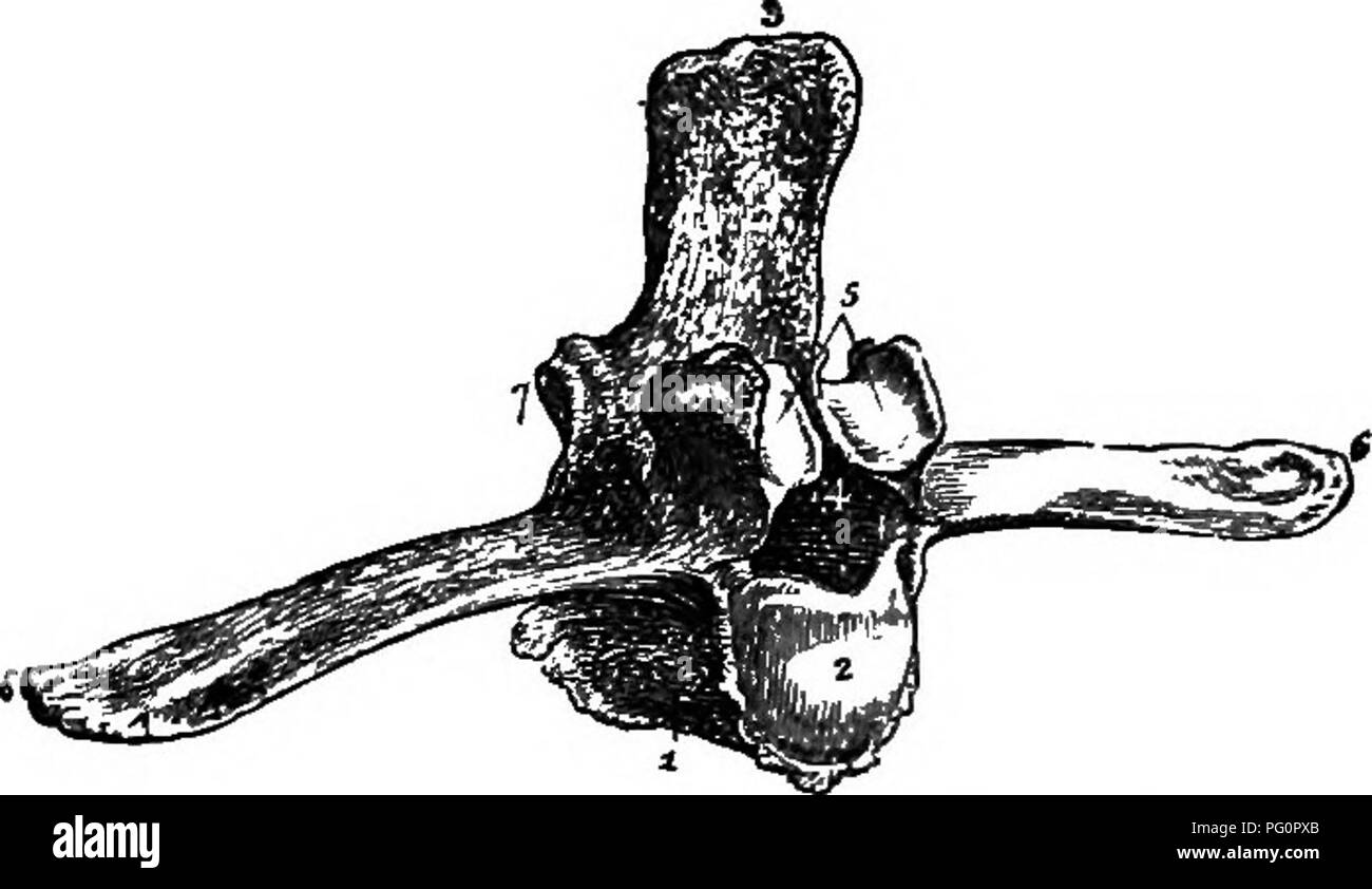 . Un libro di testo di zoologia agricoli. Zoologia, economico. La colonna vertebrale. 287 nel collo; la dorsale portano il rihs; la parte lombare si trovano nella regione dei lombi; sacrale sono uniti in una sola massa hony chiamato il sacro, che supporta in qualche misura la cerva Hmbs e l'arco pelvico; la forma coccygeal coda-regione. Una vertebra tipica (fig. 149) è costituito da un solido porzione inferiore, il Centrum (1 e 2), e superiormente un arco osseo, l'arco neurale (4), in cui giace il midollo spinale. In corrispondenza del punto in cui le due metà dell'arco neurale soddisfare scaturisce una colonna vertebrale ossea più o meno svil Foto Stock