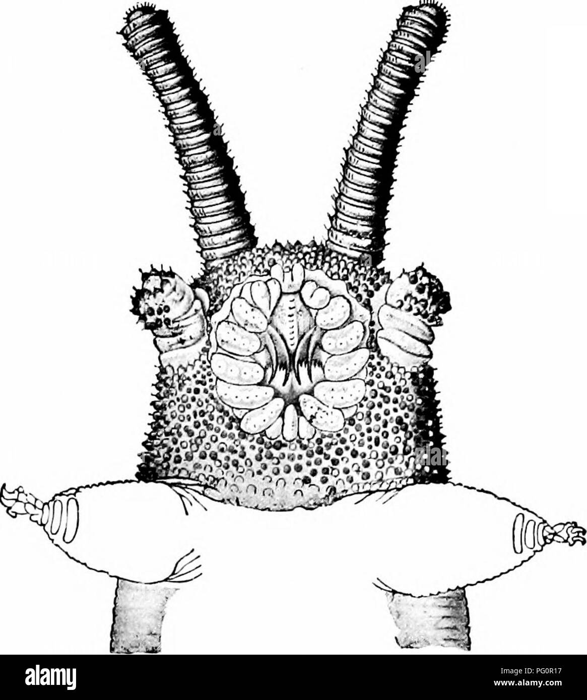 . Un manuale di zoologia. PHYLUM ARTIIROPODA ?37 segnato di testa e una serie (da 14 a 42) di brevi appendici tozza. Il tegumento è gettato in un numero di sottili rughe trasversale ed è la Fig. 137. - Peripatus capensis, vista laterale. (Da Balfour.) assillano con numerosi papilla conica;, ciascuna chiusa con un po' di chitinous colonna vertebrale. La testa (Fig. 138) porta una coppia di antenne, un paio di occhi, a. Fig. 138. - Vista ventrale della testa di Peripatus capensis, con antenna;, le ganasce, papille orale e la prima coppia di gambe. (Dopo Balfour.) coppia di ganasce e di una coppia di processi brevi - la papilla orale. Sulla superficie Foto Stock