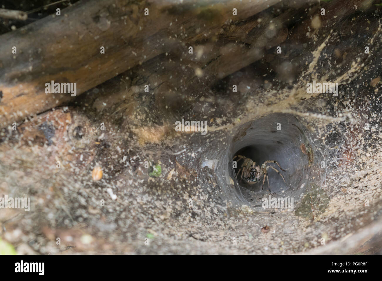 Imbuto europea spider web nel deserto - Agelenopsis Foto Stock